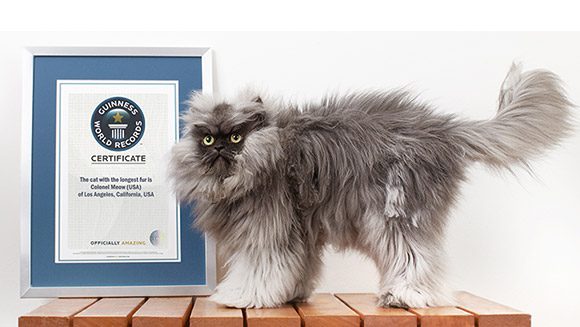 Los gatos más famosos de Internet 5 colonel meow gato con el pelo muy largo