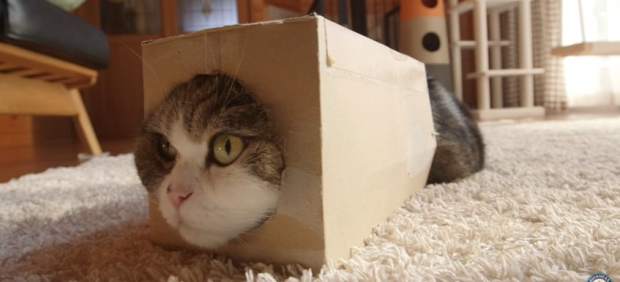 Los gatos más famosos de Internet 4 gato maru gato con la cabeza dentro de una caja