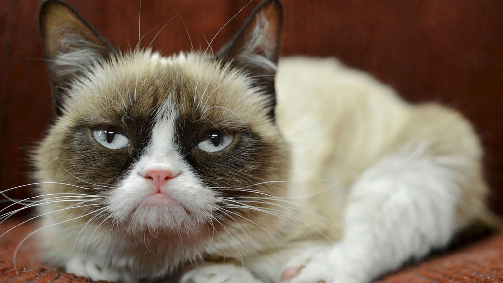 Los gatos más famosos de Internet 1 grumpy cat Gato con expresión de enfado.