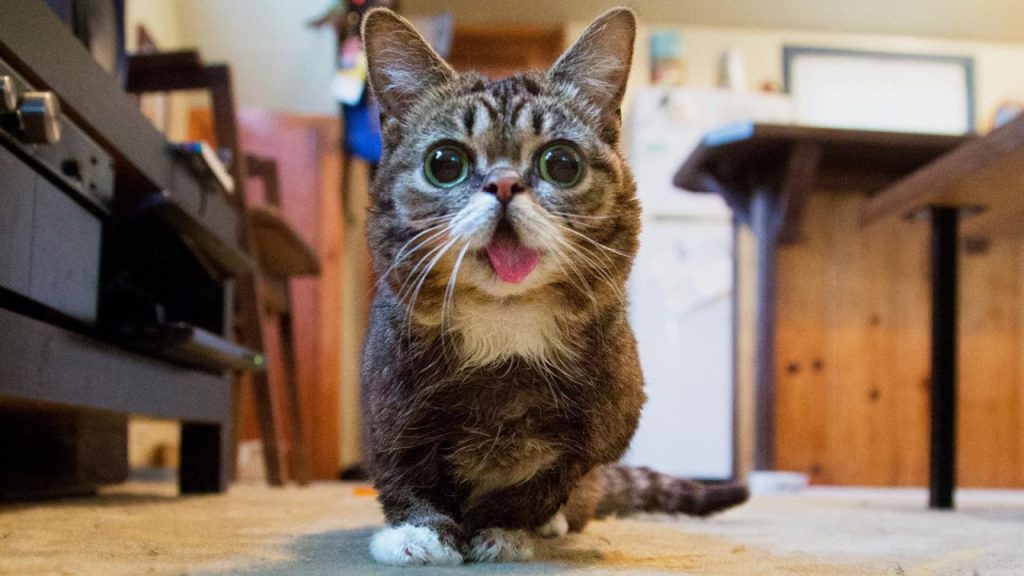 Los gatos más famosos de Internet 2 lil bub la gatita viral Gatita con expresión dulce.