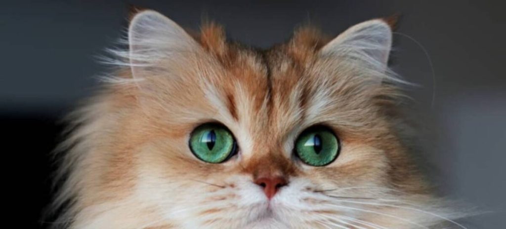 Los gatos más famosos de Internet 6 smothie gato muy bonito