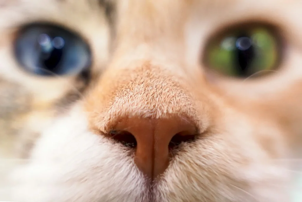 10 curiosidades sorprendentes sobre los gatos que probablemente no sabías 6 10 Curiosidades sobre Gatos 1 Nariz del Gato