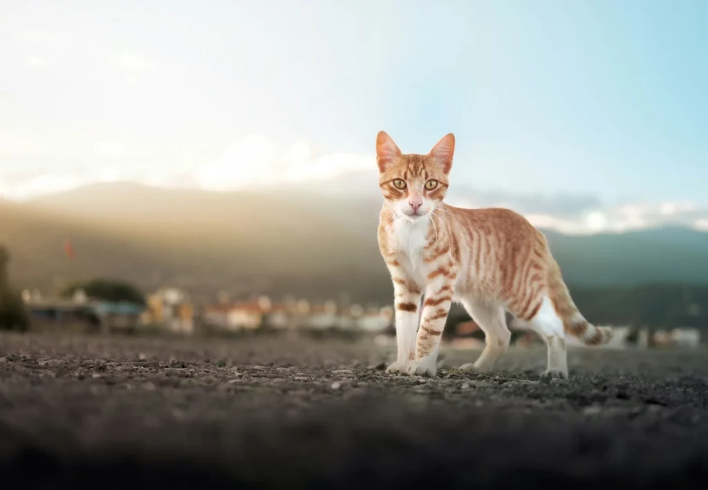10 curiosidades sorprendentes sobre los gatos que probablemente no sabías 4 10 Curiosidades sobre Gatos 10 Orientación de los gatos