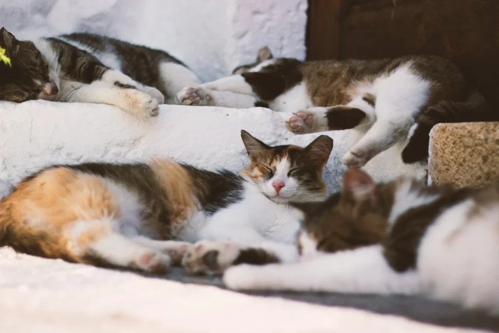 10 curiosidades sorprendentes sobre los gatos que probablemente no sabías 5 10 Curiosidades sobre Gatos 11 Cuanto duermen los gatos
