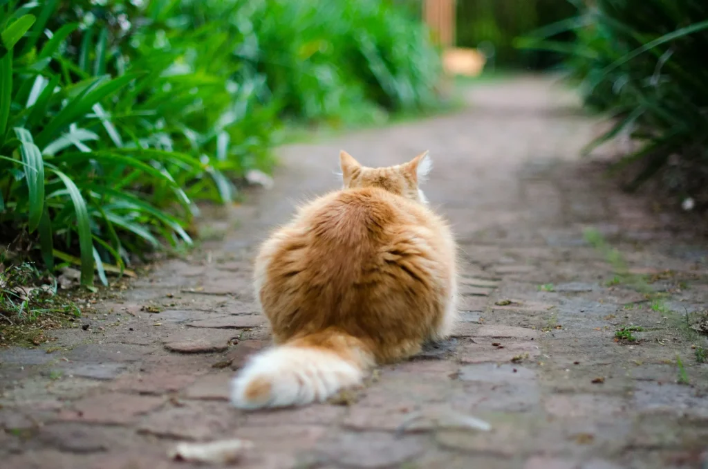 10 curiosidades sorprendentes sobre los gatos que probablemente no sabías 7 10 Curiosidades sobre Gatos 2 Cola de Gato