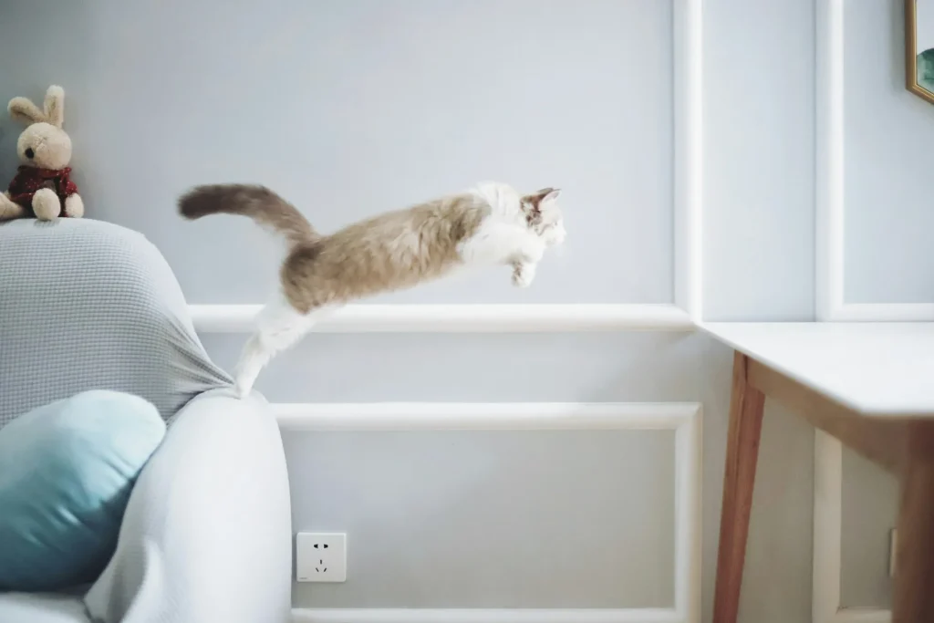 10 curiosidades sorprendentes sobre los gatos que probablemente no sabías 8 10 Curiosidades sobre Gatos 3 10 Curiosidades sobre los gatos