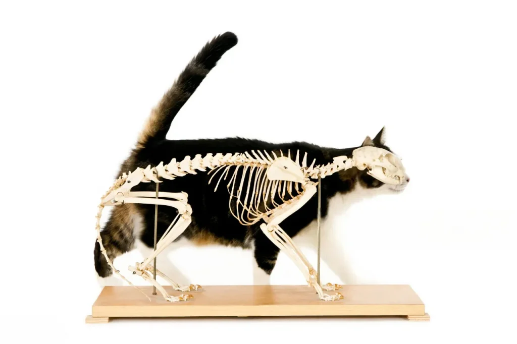 10 curiosidades sorprendentes sobre los gatos que probablemente no sabías 9 10 Curiosidades sobre Gatos 4 Huesos de los Gatos
