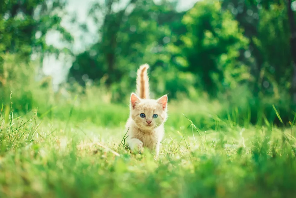 10 curiosidades sorprendentes sobre los gatos que probablemente no sabías 10 10 Curiosidades sobre Gatos 6 10 Curiosidades sobre los gatos