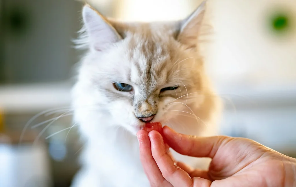 10 curiosidades sorprendentes sobre los gatos que probablemente no sabías 1 10 Curiosidades sobre Gatos 7 10 curiosidades sorprendentes sobre los gatos que probablemente no sabías