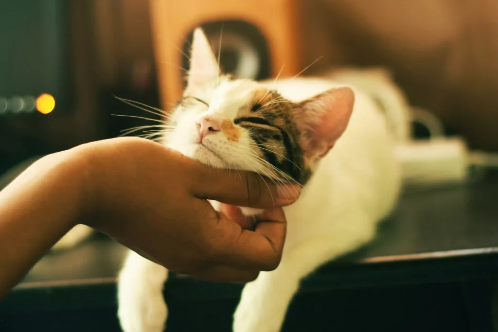 10 curiosidades sorprendentes sobre los gatos que probablemente no sabías 3 10 Curiosidades sobre Gatos 9 10 curiosidades sobre los gatos