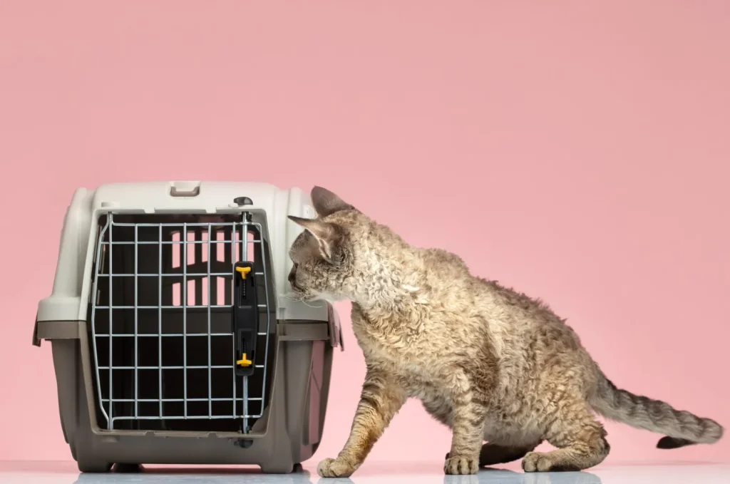 Accesorios para gatos: los 8 básicos que todo hogar debe tener 8 Accesorios Para Gatos 2 Transportín Para Gatos