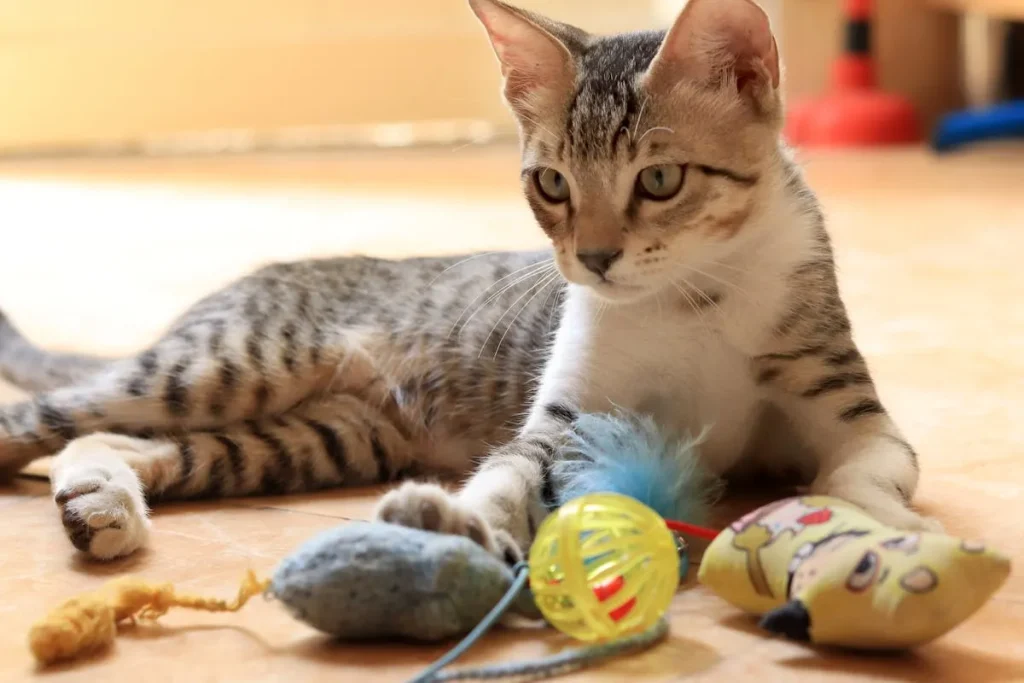 Accesorios para gatos: los 8 básicos que todo hogar debe tener 7 Accesorios Para Gatos 3 Juguetes Para Gatos