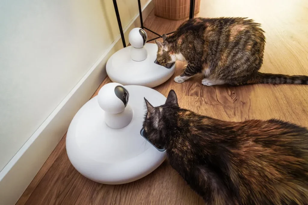 Accesorios para gatos: los 8 básicos que todo hogar debe tener 4 Accesorios Para Gatos 5 Comederos Para Gatos