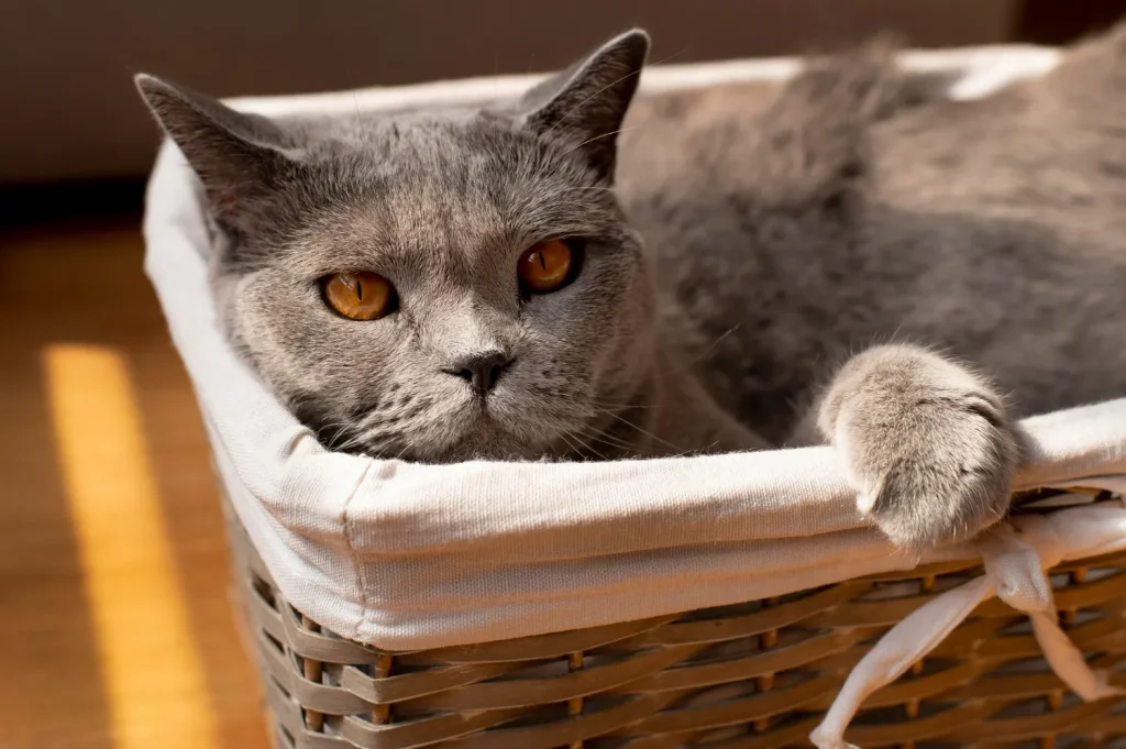 Accesorios para gatos: los 8 básicos que todo hogar debe tener 3 Accesorios Para Gatos 6 Camas Para Gatos