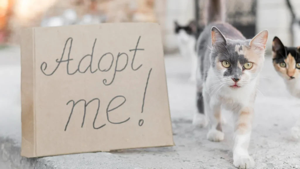 Todo lo que debes saber antes de adoptar un gato: guía completa para futuros dueños 3 Adopcion Gatos 1 Adopción de Gatos