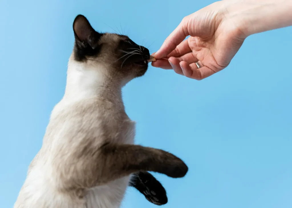 Todo lo que debes saber antes de adoptar un gato: guía completa para futuros dueños 5 Adopcion Gatos 5 Cómo adaptar un gato al hogar