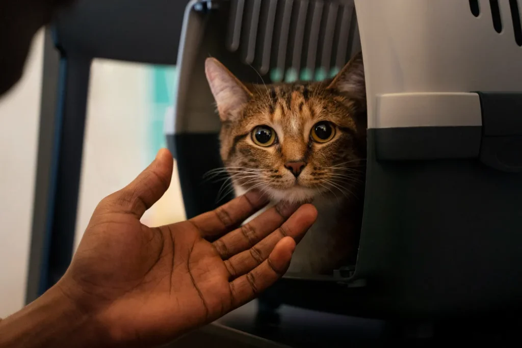 Todo lo que debes saber antes de adoptar un gato: guía completa para futuros dueños 1 Adopcion Gatos 7 Adoptar un gato