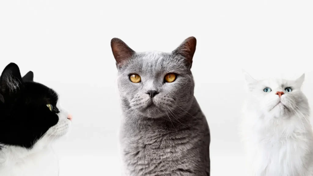 Todo lo que debes saber antes de adoptar un gato: guía completa para futuros dueños 2 Adopcion Gatos 8 Que Gato es Ideal para ti