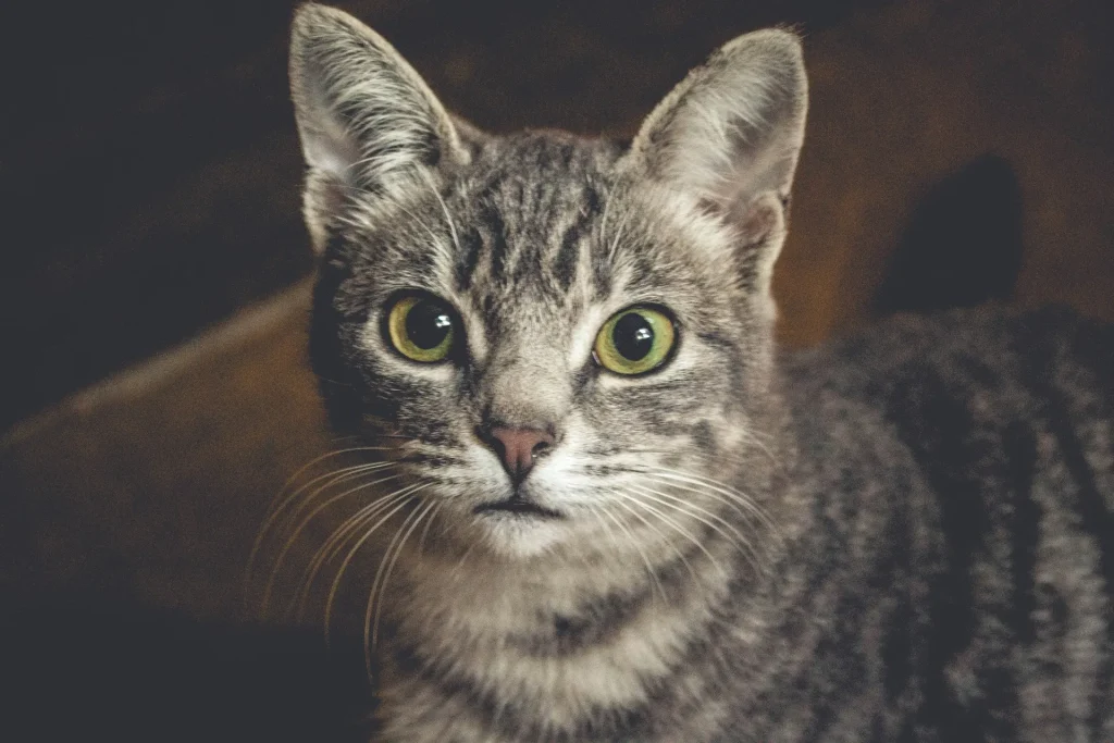 Bienvenidos a Coladegato.es: un rincón para los amantes de los gatos 1 Bienvenidos a coladegato 2 Bienvenidos a coladegato.es