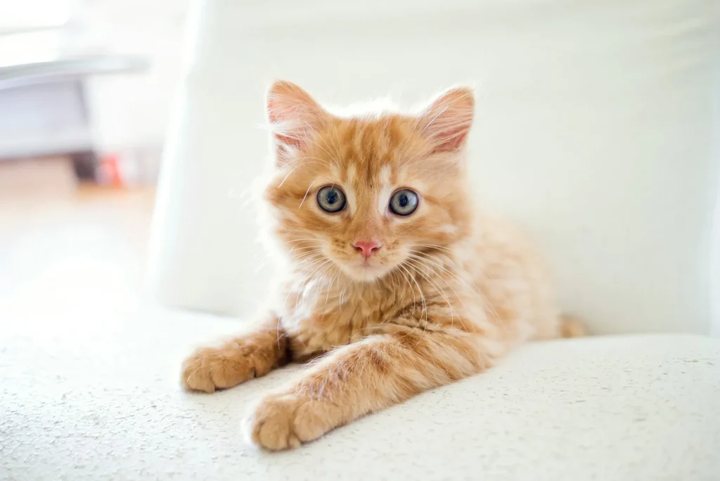Bienvenidos a Coladegato.es: un rincón para los amantes de los gatos 2 Bienvenidos a coladegato 3 amante de los felinos
