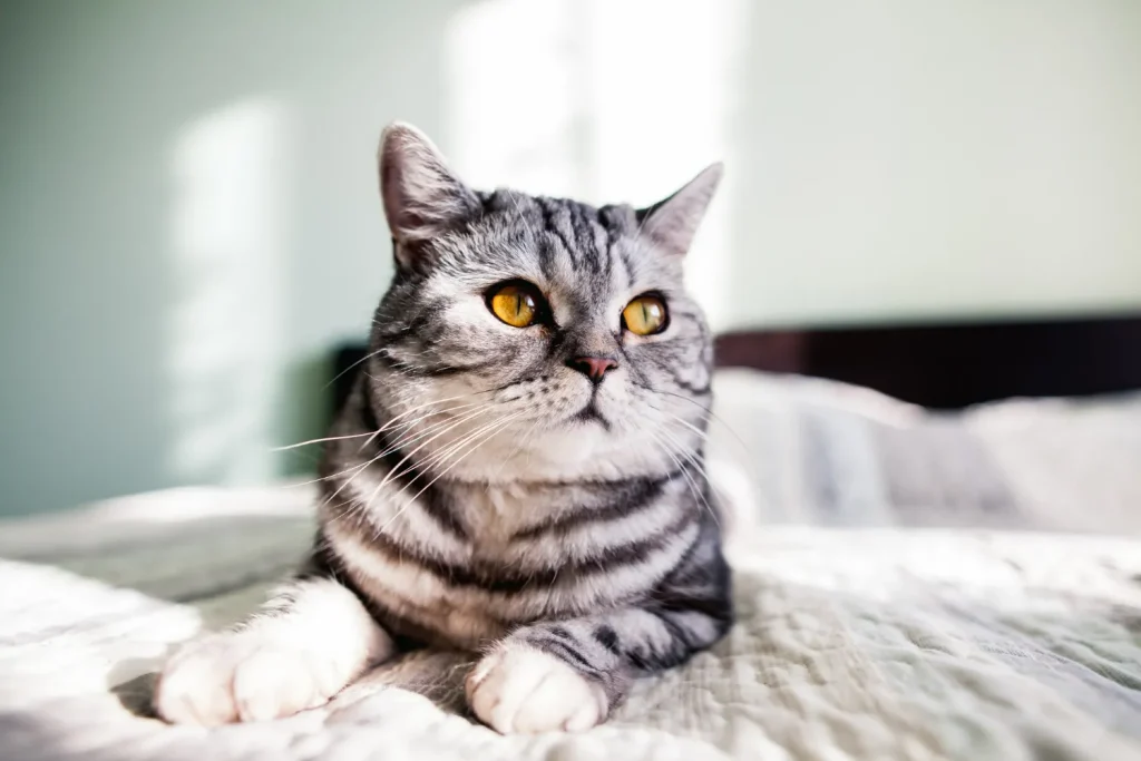 Cómo cuidar a un gato: guía completa para dueños responsables 4 Como Cuidar un Gato 1 Como Cuidar un Gato