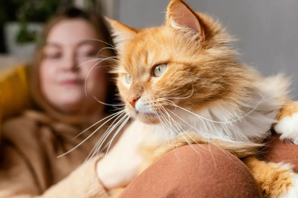 Cómo cuidar a un gato: guía completa para dueños responsables 2 Como Cuidar un Gato 2 Como Cuidar un Gato