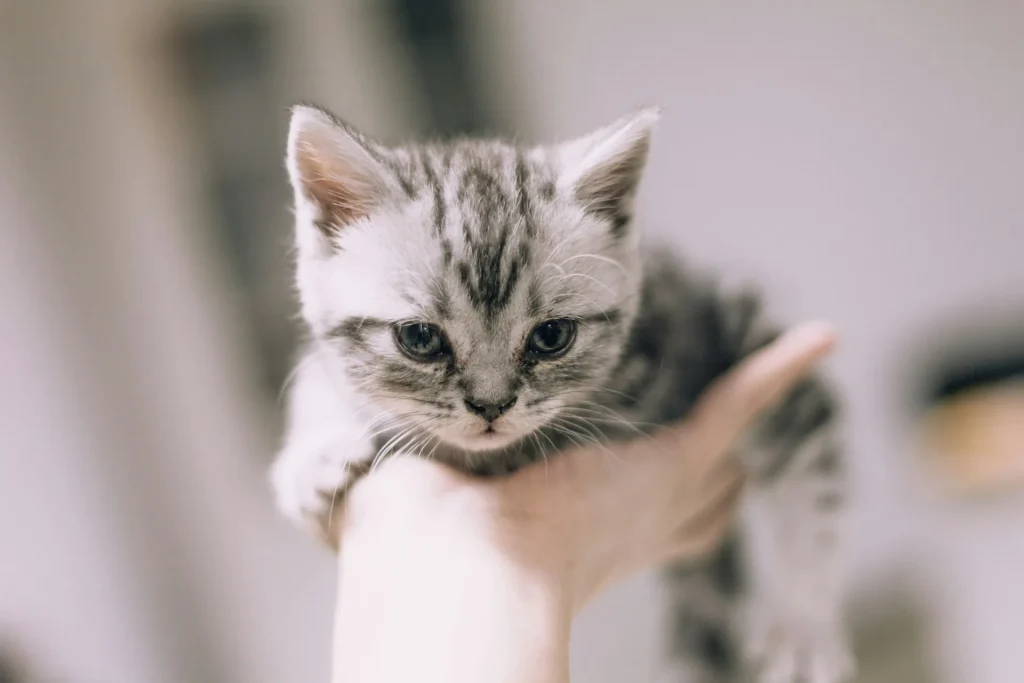 Cómo cuidar a un gato: guía completa para dueños responsables 1 Como Cuidar un Gato 3 Como Cuidar A Un Gato