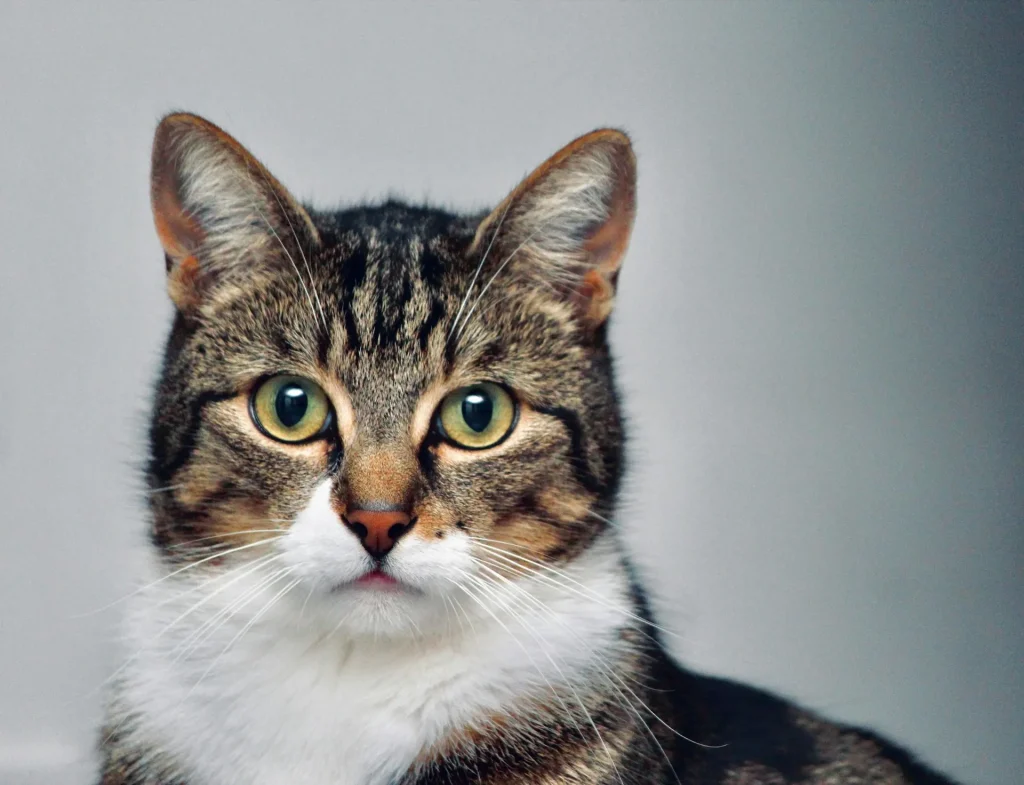 Cómo cuidar a un gato: guía completa para dueños responsables 3 Como Cuidar un Gato 5 Como Cuidar Un Gato