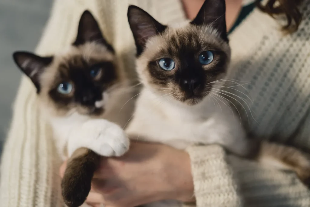 Cómo educar a un gato: trucos, límites y refuerzos positivos 1 Como Educar a Un Gato 1 Como Educar A Un Gato