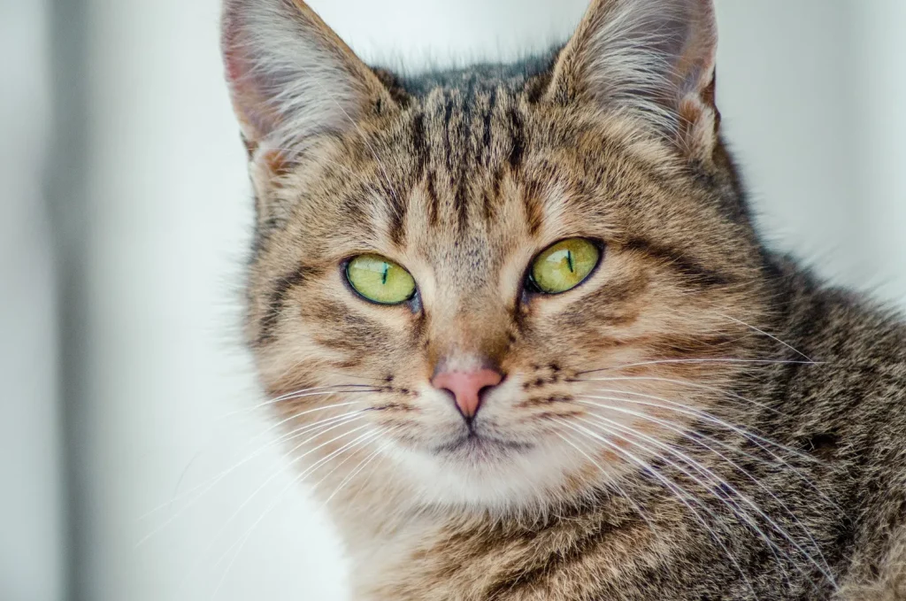 Cómo educar a un gato: trucos, límites y refuerzos positivos 3 Como Educar a Un Gato 2 Enseñar a tu Gato a usar el Arenero