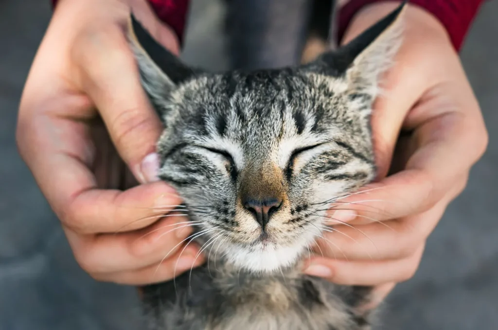 Cómo educar a un gato: trucos, límites y refuerzos positivos 2 Como Educar a Un Gato 4 Como Evitar que un Gato Arañe los Muebles