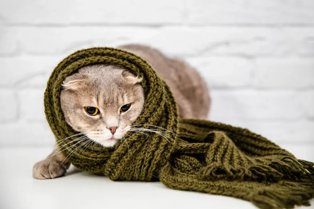 Como saber si un gato está enfermo: síntomas más comunes y qué hacer. 4 Como saber si mi gato esta enfermo 2 Como saber si mi gato está enfermo