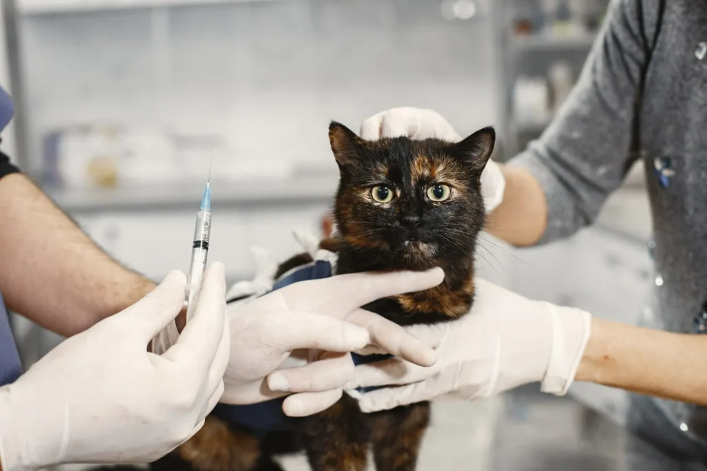 Como saber si un gato está enfermo: síntomas más comunes y qué hacer. 3 Como saber si mi gato esta enfermo 3 Como saber si mi Gato Está enfermo