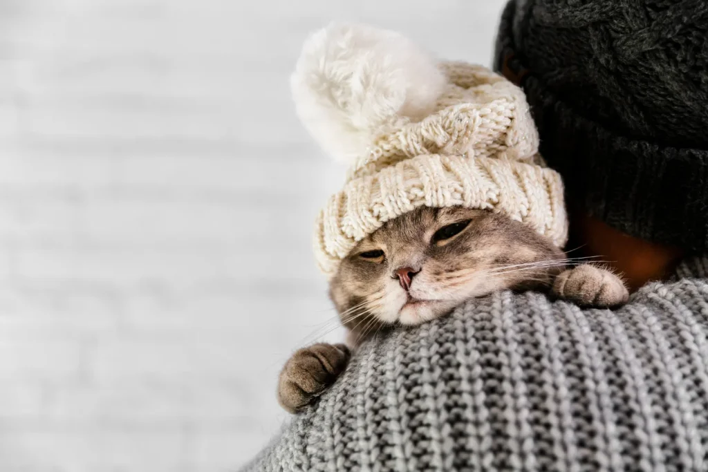 Como saber si un gato está enfermo: síntomas más comunes y qué hacer. 2 Como saber si mi gato esta enfermo 4 Enfermedades Comunes en Gatos