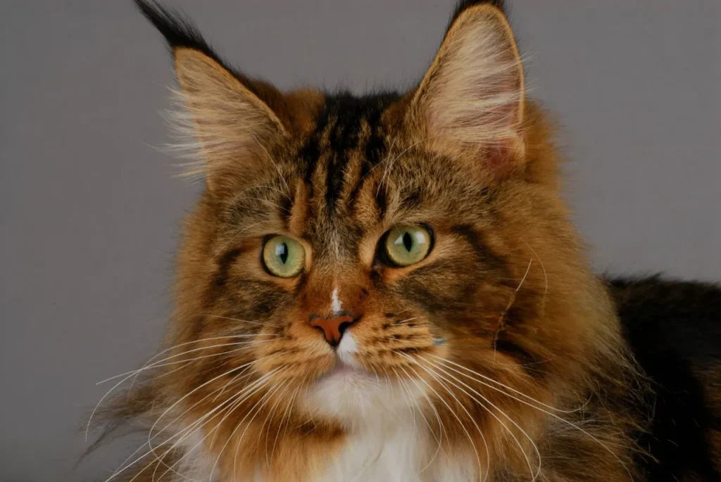 Gato Maine Coon 2 Gato Maine Coon 3 Orejas de Maine Coon con penachos