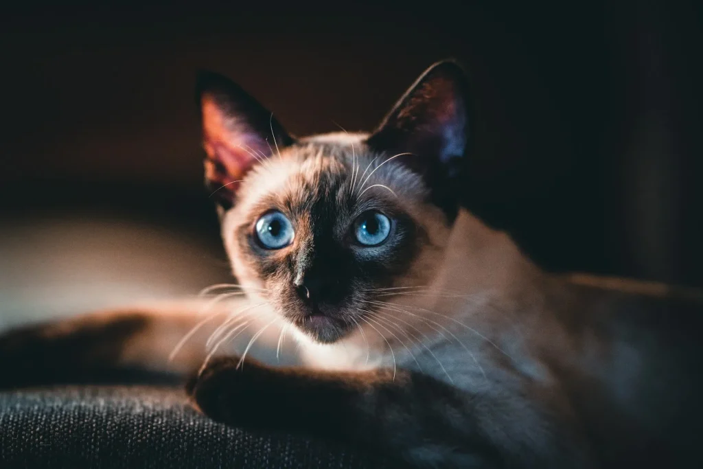 Gato siamés 3 Gato Siames 1 Gato Siamés
