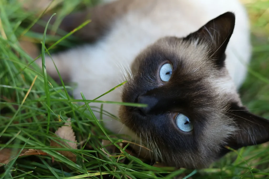 Gato siamés 2 Gato Siames 2 Gato Siamés