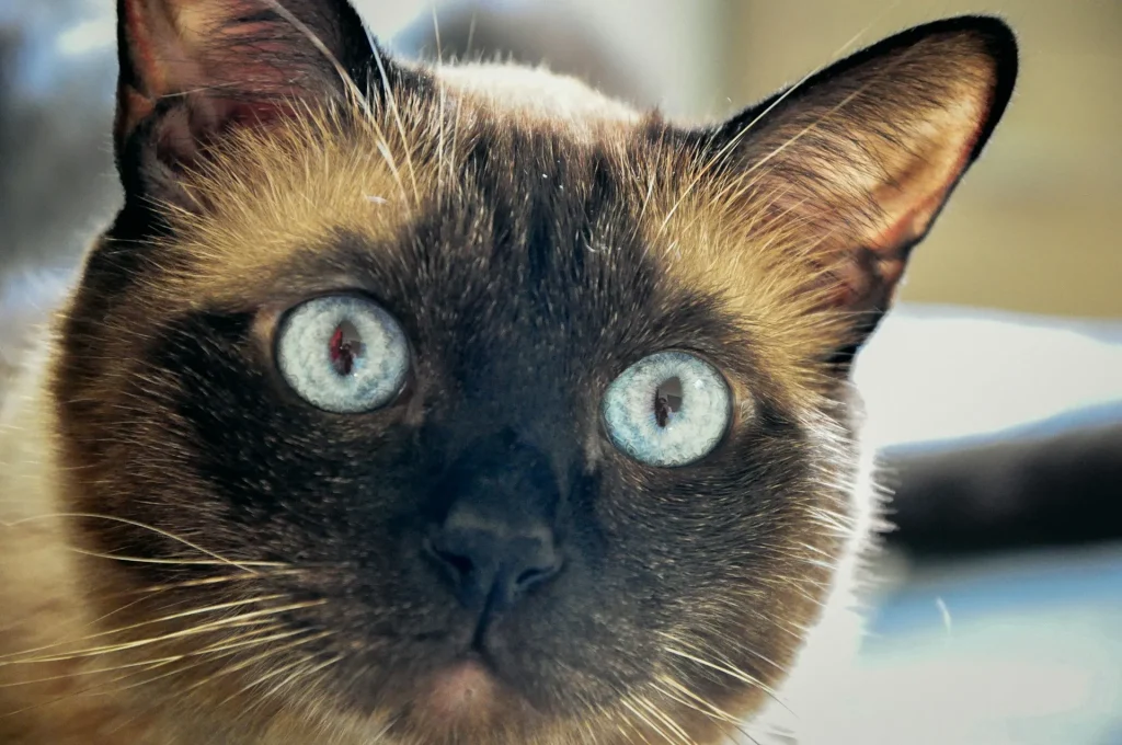 Gato siamés 1 Gato Siames 4 Gato Siamés