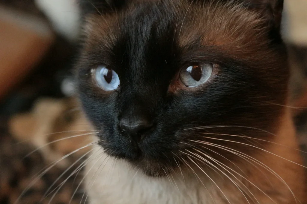 Gato siamés 4 Gato Siames 5 Gato Siamés