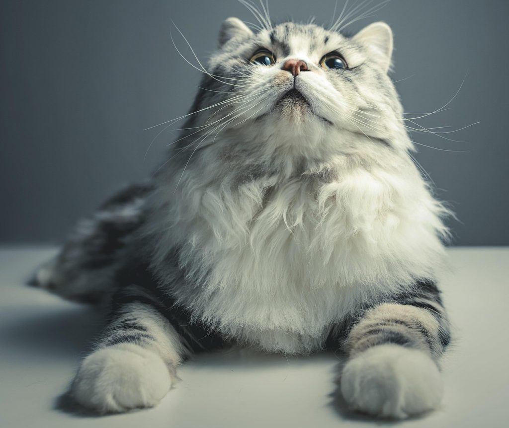 10 Razas de gatos más populares del mundo 6 cat 1897221 1920 3 Las 10 razas de gatos más populares del mundo