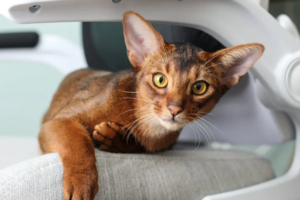 10 Razas de gatos más populares del mundo 8 gato abisinio 11zon gato abisinio con pelaje ticked y orejas grandes