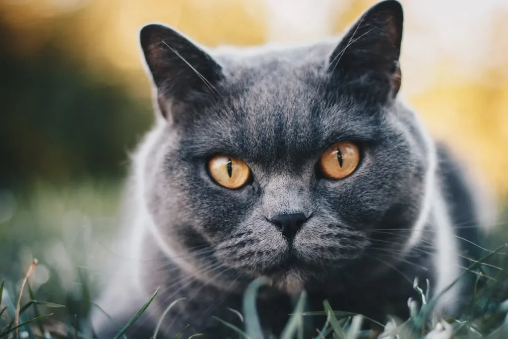 10 Razas de gatos más populares del mundo 7 gato british shorthair 11zon gato british shorthair gris con ojos naranjas