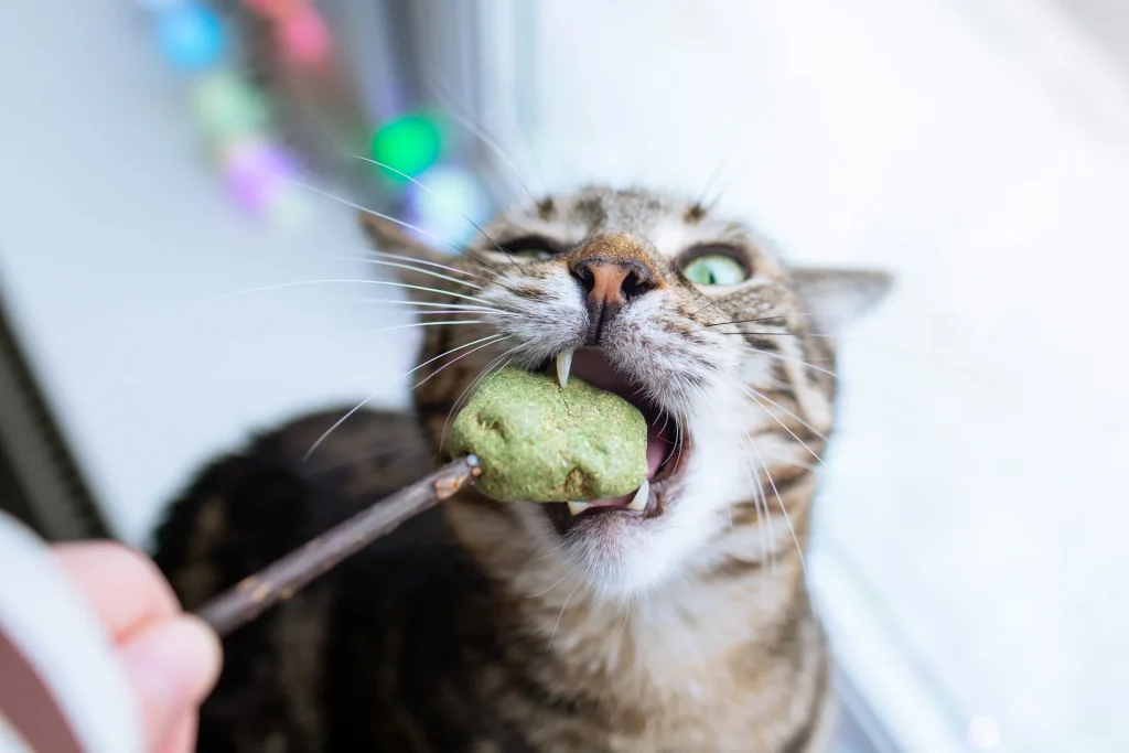 ¿Qué comen los gatos? 2 gato comiendo que comen realmente los gatos