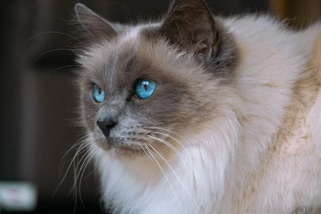 10 Razas de gatos más populares del mundo 4 gato ragdoll 11zon gato ragdoll con pelaje semilargo y ojos azules