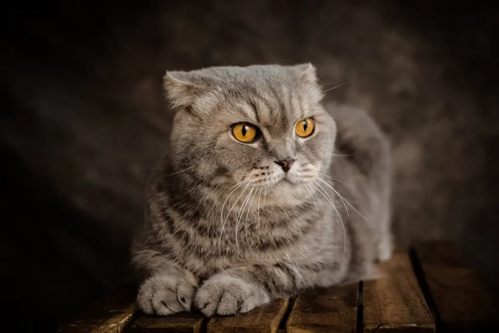 10 Razas de gatos más populares del mundo 10 gato scotish fold 11zon gato scottish fold con orejas plegadas y ojos grandes