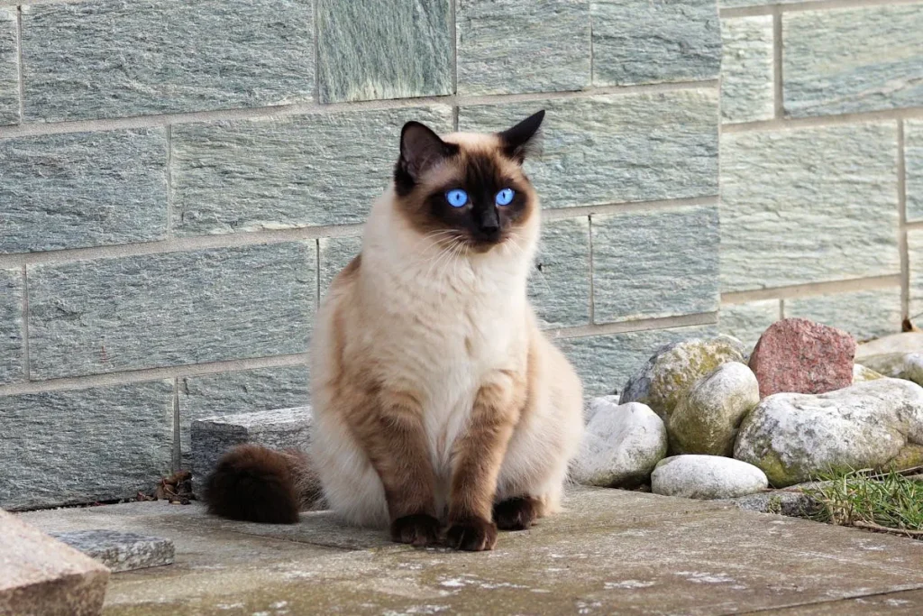 10 Razas de gatos más populares del mundo 2 gato siames gato siamés con ojos azules y patrón colorpoint