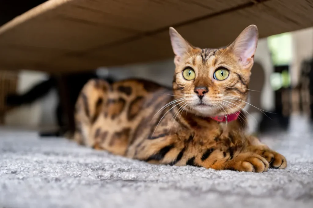 10 Razas de gatos más populares del mundo 5 gatobengali1 Photoroom gato bengalí con patrón spotted y pelaje dorado