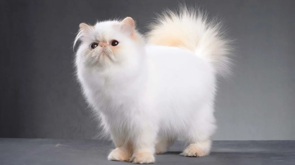 10 Razas de gatos más populares del mundo 1 gatopersa1 11zon Las 10 razas de gatos populares del mundo