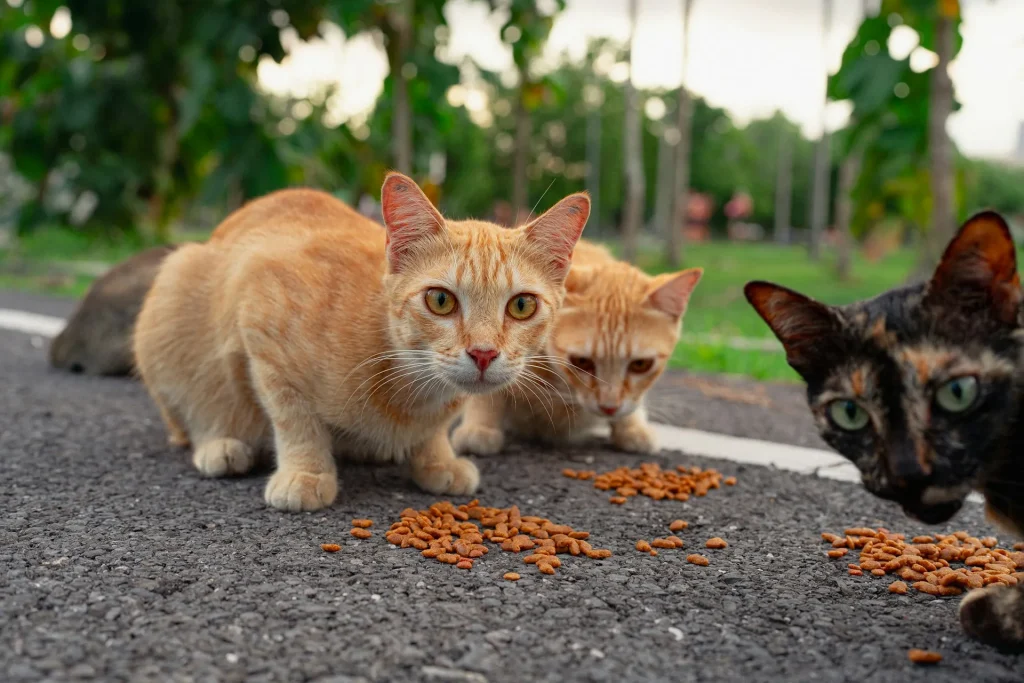 ¿Qué comen los gatos? 1 gatos callejeros comiendo 2 que comen los gatos