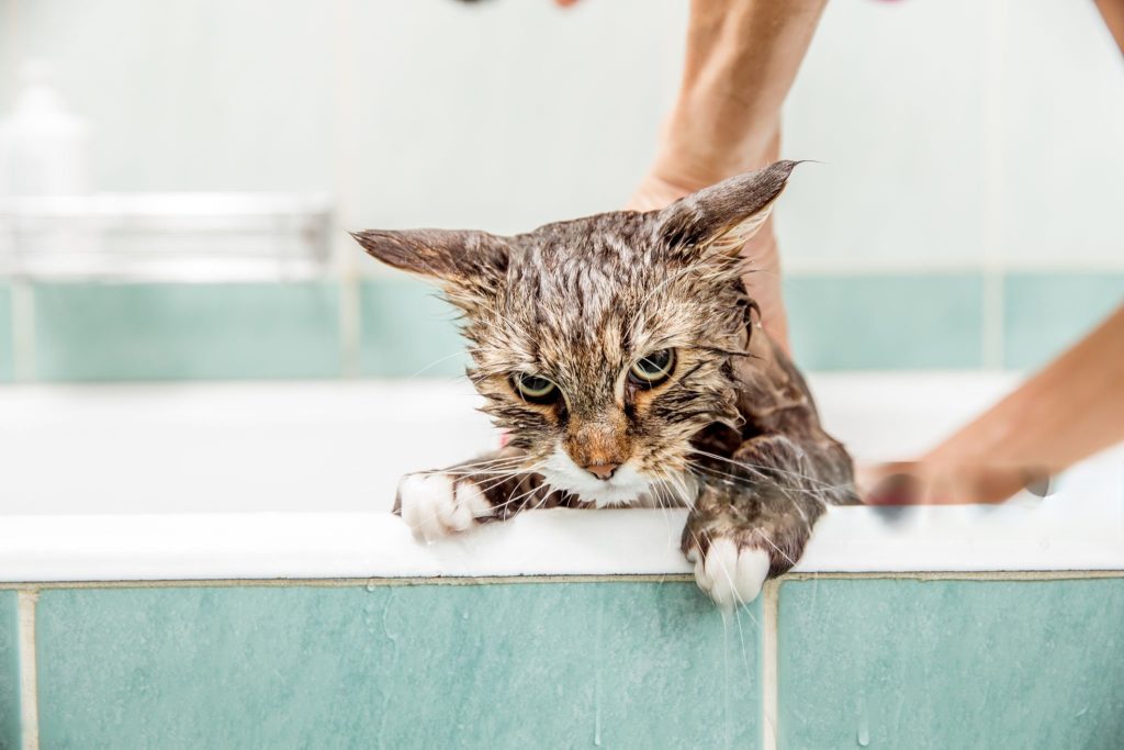 gato bañandose
